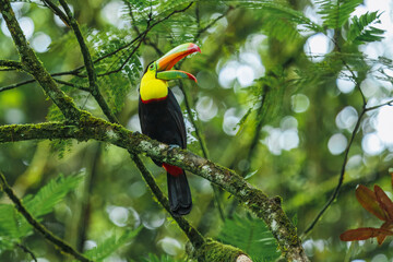 Keel-billed toucan (Ramphastos sulfuratus), also known as sulfur-breasted toucan or rainbow-billed...
