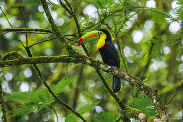 Naklejka premium Keel-billed toucan (Ramphastos sulfuratus), also known as sulfur-breasted toucan or rainbow-billed toucan, is a colorful Latin American member of the toucan family. 4K resolution