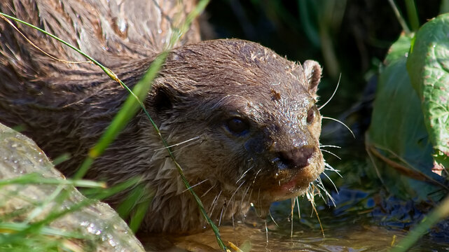 Close up portrait of a European otter with water running down it's face and blurring it's small black nose. It's long whiskers, beady black eyes and small inset ears are clearly visible.