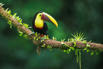 The yellow-throated toucan (Ramphastos ambiguus) is a  species of bird in the family Ramphastidae, the toucans, toucanets, and aracaris. In flight. 4k resolution