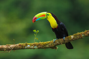 Keel-billed toucan (Ramphastos sulfuratus), also known as sulfur-breasted toucan or rainbow-billed...
