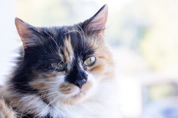 A detailed closeup of a beautiful calico cat gazing out a window