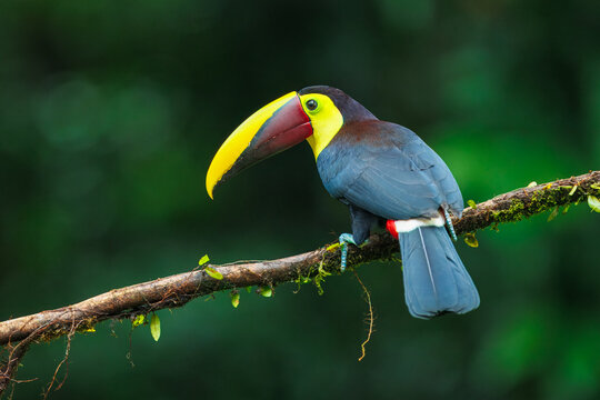 The yellow-throated toucan (Ramphastos ambiguus) is a  species of bird in the family Ramphastidae, the toucans, toucanets, and aracaris. In flight. 4k resolution
