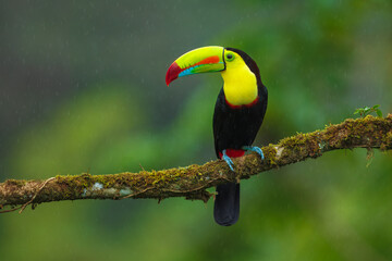 Keel-billed toucan (Ramphastos sulfuratus), also known as sulfur-breasted toucan or rainbow-billed toucan, is a colorful Latin American member of the toucan family. 4K resolution