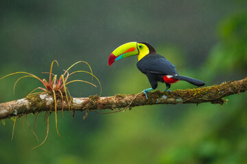Keel-billed toucan (Ramphastos sulfuratus), also known as sulfur-breasted toucan or rainbow-billed toucan, is a colorful Latin American member of the toucan family. 4K resolution
