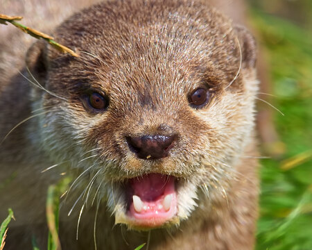 Playful otter looking ferocious with it's mouth wide open and sharp teeth showing. It's thick fur and whiskers are defined with the black nose and black and brown eyes clearly showing.