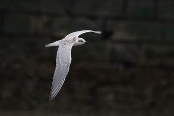 gull-billed tern or Gelochelidon nilotica at Mumbai, Maharashtra, India