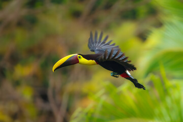 Flying the yellow-throated toucan (Ramphastos ambiguus) is a  species of bird in the family Ramphastidae, the toucans, toucanets, and aracaris. In flight. 4k resolution