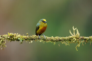 The olive-backed euphonia (Euphonia gouldi) is a small passerine bird in the finch family. Taken in Costa Rica