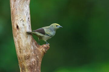 Palm tanager (Thraupis palmarum) is a medium-sized passerine bird. Bird perched on tree trunk. La Fortuna, Volcano Arenal, Wildlife and birdwatching in Costa Rica.