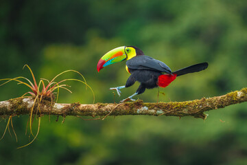 Keel-billed toucan (Ramphastos sulfuratus), also known as sulfur-breasted toucan or rainbow-billed...