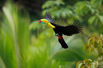 Flying Keel-billed toucan (Ramphastos sulfuratus), also known as sulfur-breasted toucan or rainbow-billed toucan, is a colorful Latin American member of the toucan family. In flight. Best photo. © Miroslav Srb