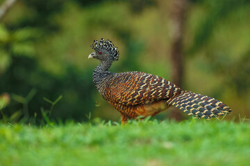 Great Curassow - Crax rubra large, pheasant-like great bird from the Neotropical rainforests, from Mexico, through Central America to northwestern Ecuador, brown bird in the rain with the crest.