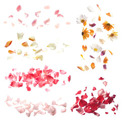 PNG falling flower petal element set, transparent background