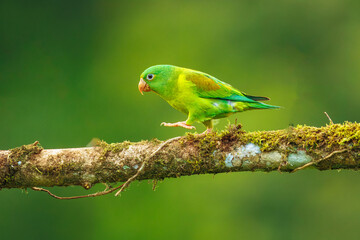 Tovi orange-chinned parakeet, Brotogeris jugularis, portrait of light green parrot with red head, Costa Rica. 