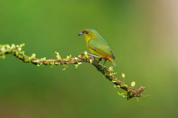 The olive-backed euphonia (Euphonia gouldi) is a small passerine bird in the finch family. Taken in Costa Rica