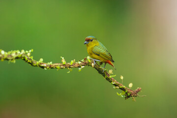 The olive-backed euphonia (Euphonia gouldi) is a small passerine bird in the finch family. Taken in Costa Rica