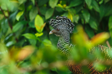 Great Curassow - Crax rubra large, pheasant-like great bird from the Neotropical rainforests, from Mexico, through Central America to northwestern Ecuador, brown bird in the rain with the crest.