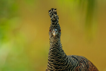 Great Curassow - Crax rubra large, pheasant-like great bird from the Neotropical rainforests, from Mexico, through Central America to northwestern Ecuador, brown bird in the rain with the crest.