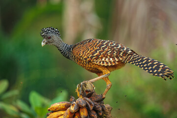 Great Curassow - Crax rubra large, pheasant-like great bird from the Neotropical rainforests, from Mexico, through Central America to northwestern Ecuador, brown bird in the rain with the crest.