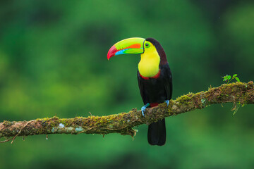 Keel-billed toucan (Ramphastos sulfuratus), also known as sulfur-breasted toucan or rainbow-billed toucan, is a colorful Latin American member of the toucan family. 4K resolution
