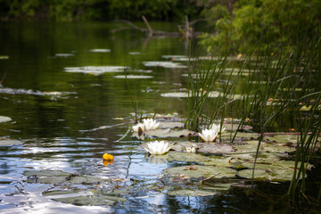 Summer landscape with water lilies blooming on the river