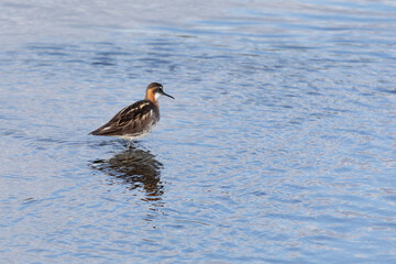 Red-necked phalarope stands in the water