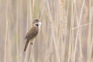 Great reed warbler sitting on a reed close up