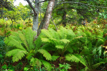 Thickets of ferns in the forest. Southern Kuriles