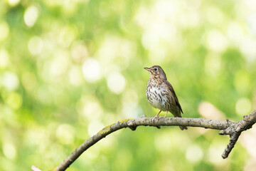 field thrush sits on a tree branch