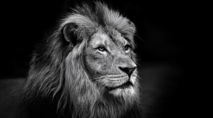 Fototapeta premium An elegant black and white shot of a majestic lion in a dark setting 