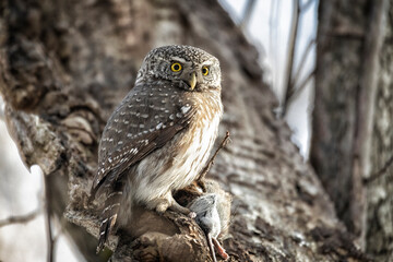 Eurasian pygmy owl sitting on a tree branch with prey in paws in spring day
