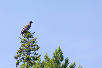 White-tailed eagle sits on a tree against the sky