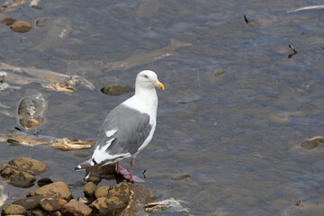Seagull are sitting on a large stone close up