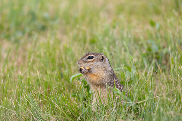 Speckled ground squirrel animal close up