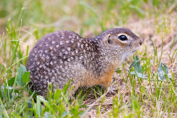 Speckled ground squirrel animal close up