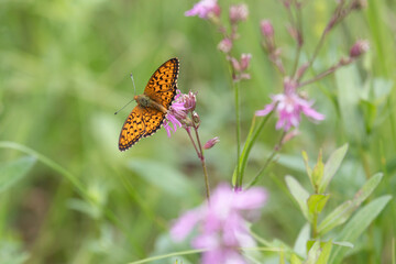 butterfly sits on a flower in the sunny summer day