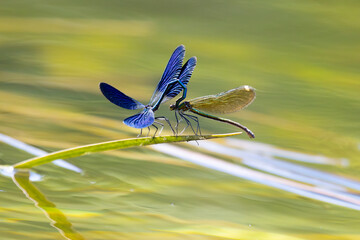 Two dragonflies sit on a blade of grass against the background of water