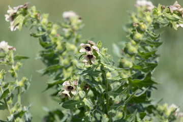 Close-up of flowering poisonous herb Hyoscyamus