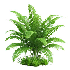 Lush green fern plant with vibrant fronds and healthy foliage