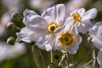Japanische Herbst-Anemone, Honorine Jobert