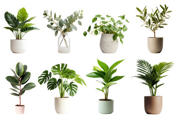 PNG potted houseplant element set, transparent background