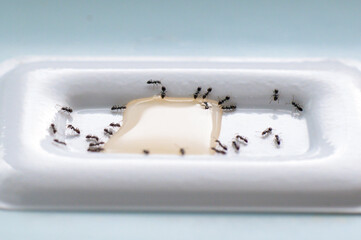 専用殺虫剤に誘引されたアリ