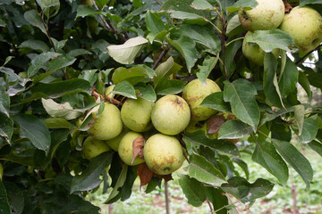apples on tree