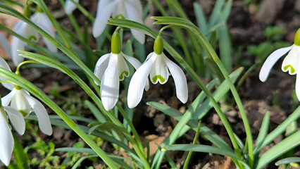 blooming snowdrops in the spring growing in the garden