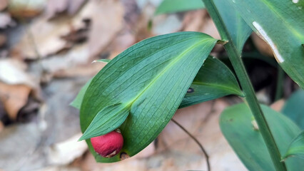 spineless butcher's broom growing in the forest