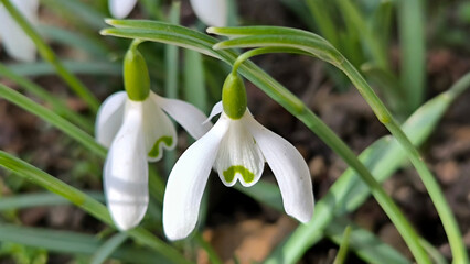 blooming snowdrops in the spring growing in the garden