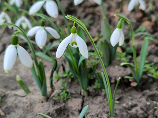 blooming snowdrops in the spring growing in the garden