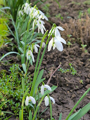 blooming snowdrops in the spring growing in the garden