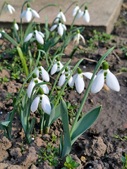 blooming snowdrops in the spring growing in the garden